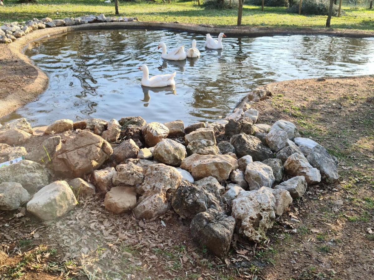 Agriturismo L'Ulivo Padula Eksteriør bilde