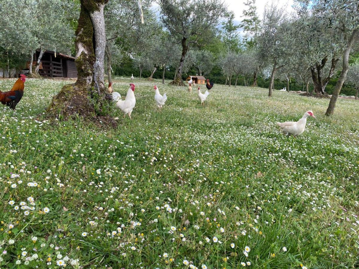 Agriturismo L'Ulivo Padula Eksteriør bilde